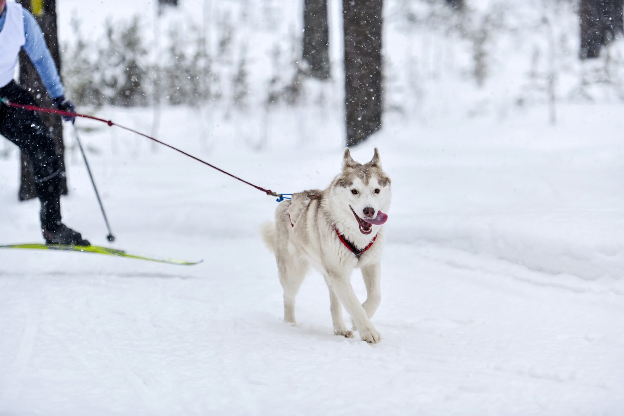 Dog skijoring competition