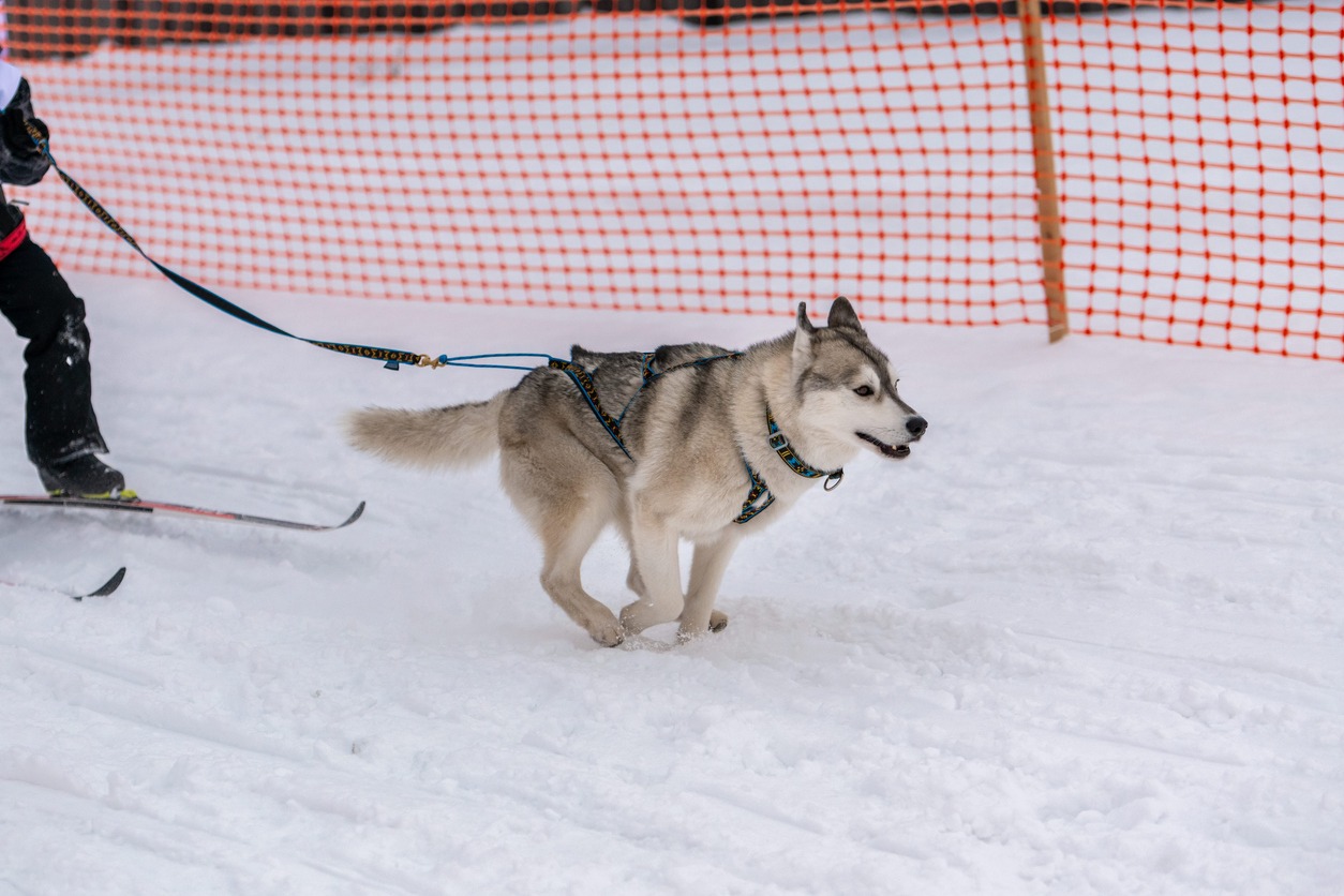 Sled dog racing