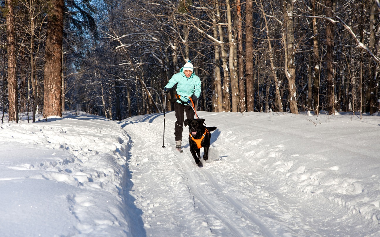 Woman on ski is going for a running dog