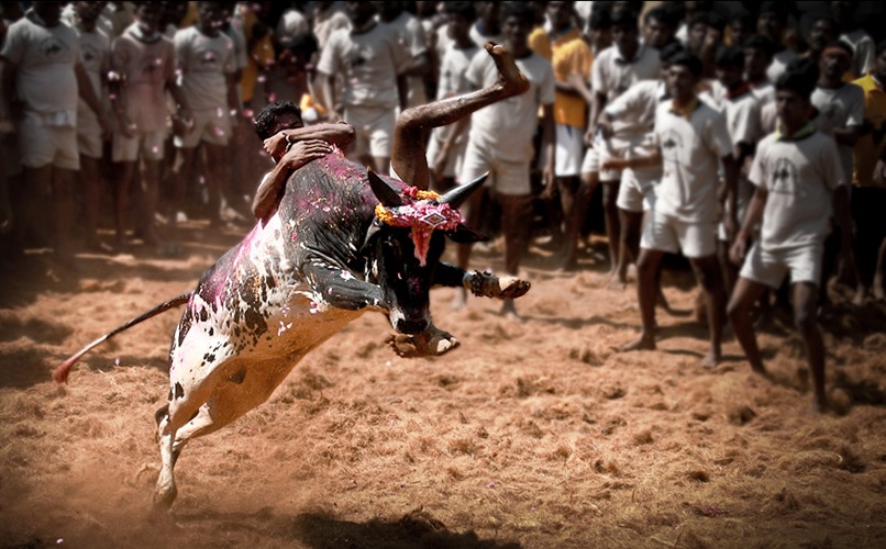 A youth trying to take control of a bull in jallikattu