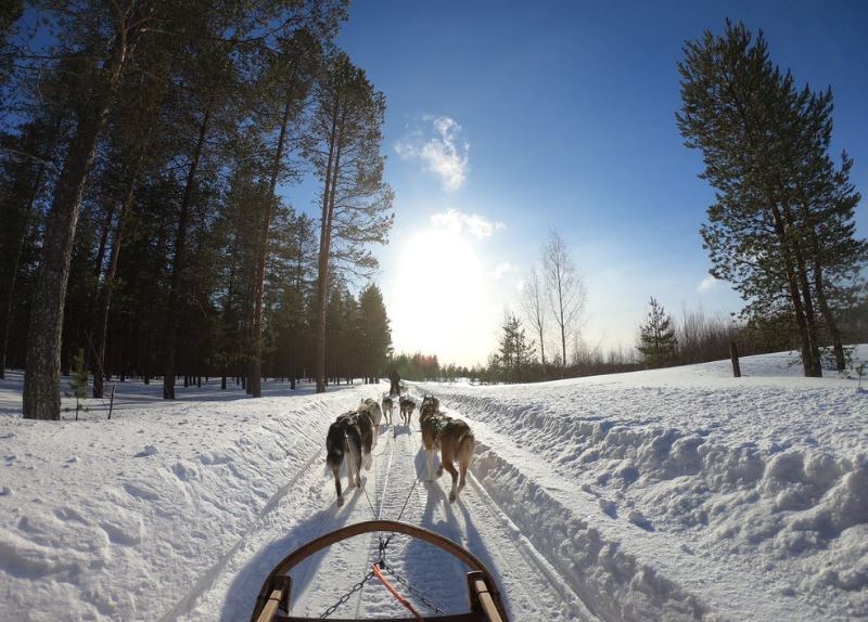 A pack of dogs pulling a sled