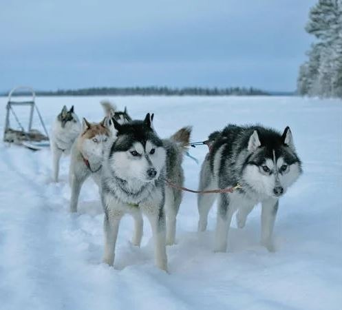 Huskies on a dog sled