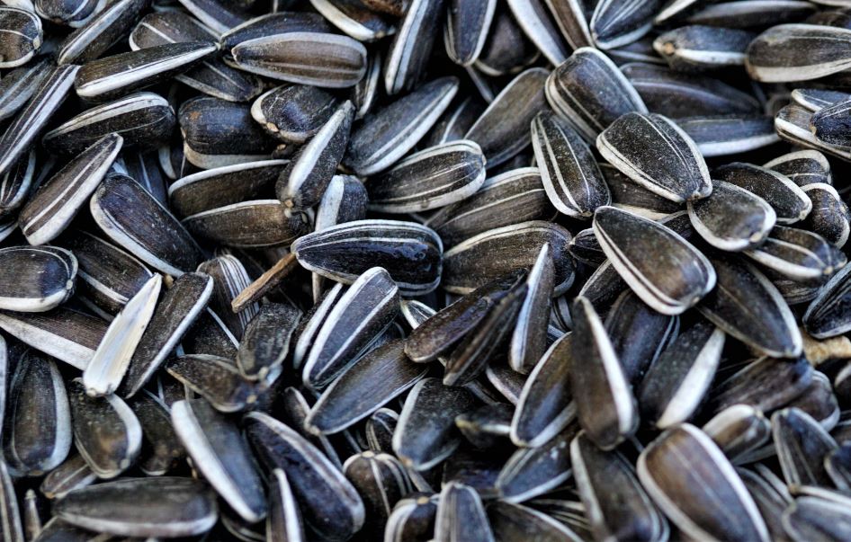 Sunflower seeds, zoomed in.